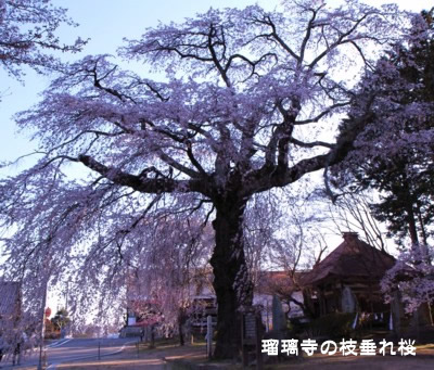 �ڗ����̎}�����