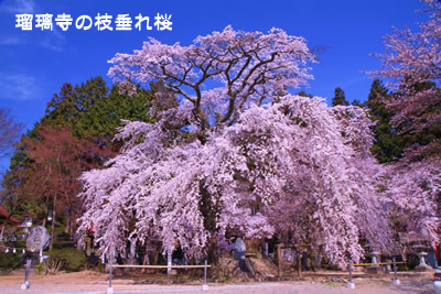 �ڗ����̎}�����