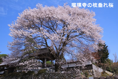 �ڗ����̎}�����