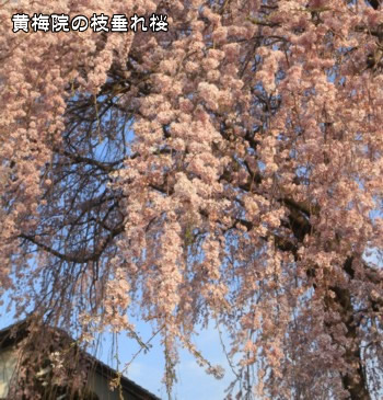 ���~�@�̎}�����