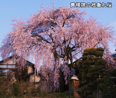 ���~�@�̎}�����