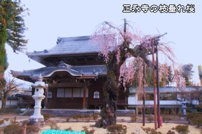 ���i���̎}�����