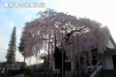 ��Ǝ��̎}�����