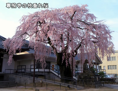 ��Ǝ��̎}�����