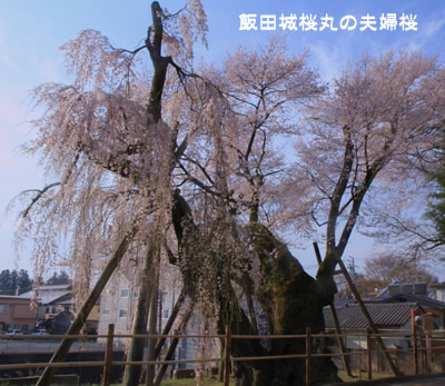 �ѓc����ۂ̕v�w��